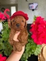 Poodle toy/Пудел той, снимка 2
