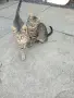 Подарявам котета , снимка 1