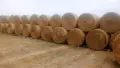 Рулонни бали овес , снимка 1