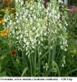 Галтония, летен зюмбюл (Galtonia candicans) – луковици, снимка 1