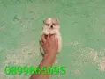 Померани. Снимки от днес !, снимка 2