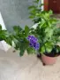 Дуранта голяма и адаптирана, снимка 3