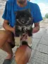 Между шпиц и померан, снимка 2