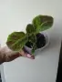 Еписция, episcia Emerald Velvet, снимка 2