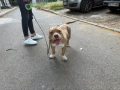 American Pitbull Bully , снимка 2