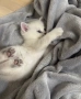 Британски късокосмести котенца, снимка 11