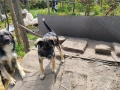 подарявам кученца, снимка 9