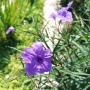 Руелия, Мексиканска петуния, Ruellia Purple Mexican Petunia!!!, снимка 7