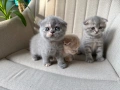 Британска/ шотландка късокосместа, снимка 11