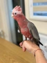 Ръчно хранено Розово Какаду, снимка 4