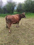 Продавам крава БРГ , снимка 5