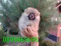 Мъжки и женски Померани., снимка 2