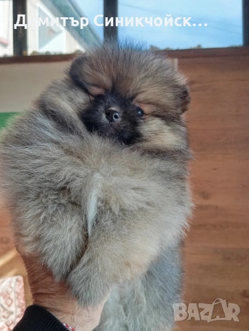 померан , снимка 3 - Померан - 54356231