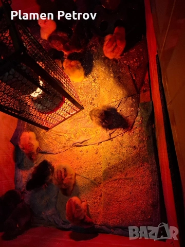 Домашни Пиленца, снимка 4 - Кокошки и пуйки - 53989267