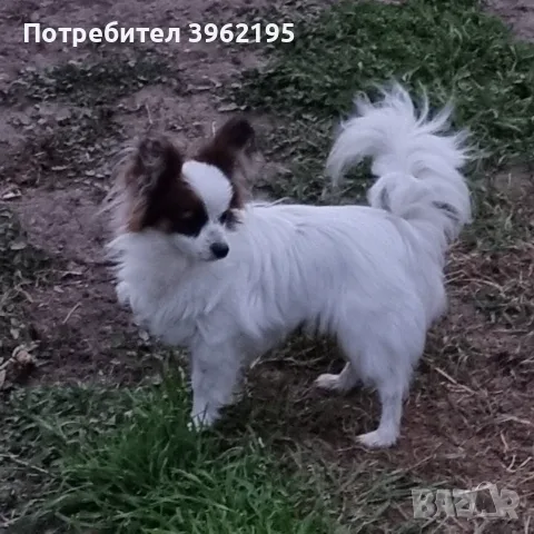 Папийон, кучето пеперуда в България, снимка 3 - Пудели - 55440493