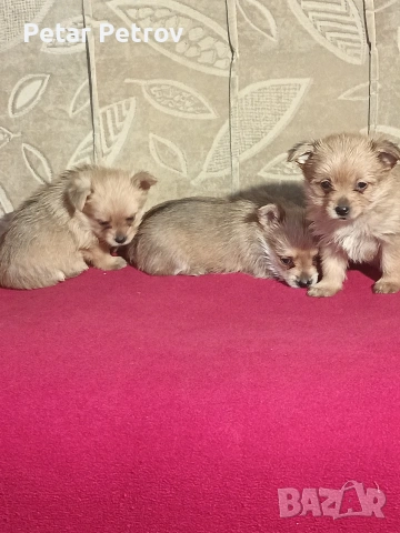 Шпиц , снимка 10 - Шпиц - 53994562