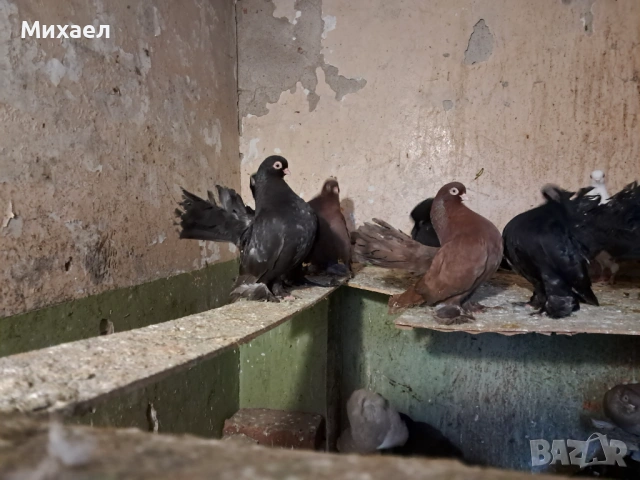 Ростовски (руски) гълъби, снимка 4 - Гълъби - 54127858