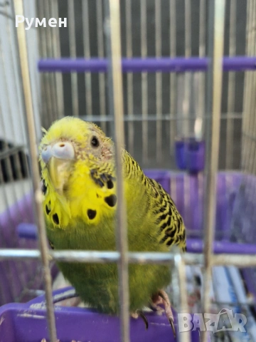 Вълнист папгал, снимка 5 - Папагали - 54191159