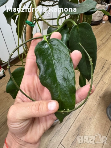 Hoya Хоя Kaimuki 