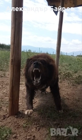 Каракачански кучета , снимка 16 - Каракачанска овчарка - 54327853