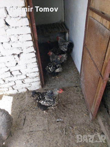 продавам кокошки виандот, снимка 3 - Кокошки и пуйки - 54819842