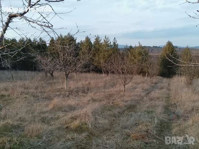 Овощна градина в с.Соволяно , снимка 3 - Земеделска земя - 53395499