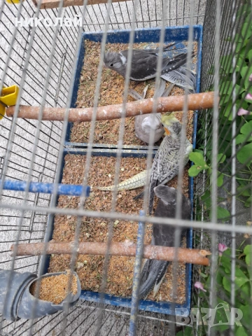 Продавам млади корели , снимка 4 - Папагали - 54600178