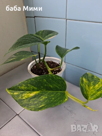 Epipremnum Aureum
