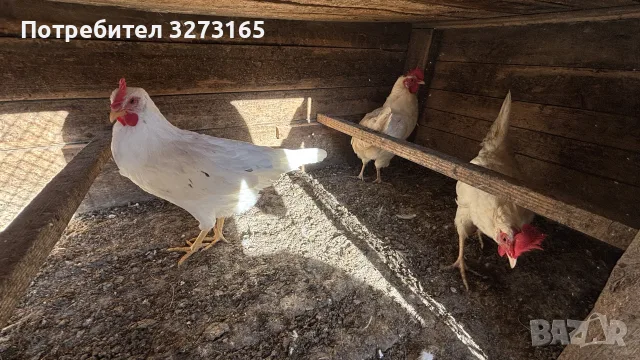 Кокошки Легхорн 