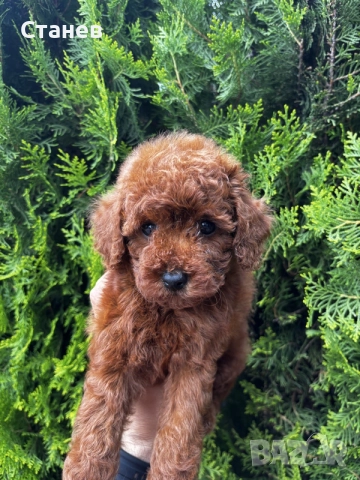 Мини пудел Момиче / Mini Poodle Girl