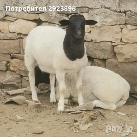 Овце Дорпер, снимка 2 - Овце - 54207849