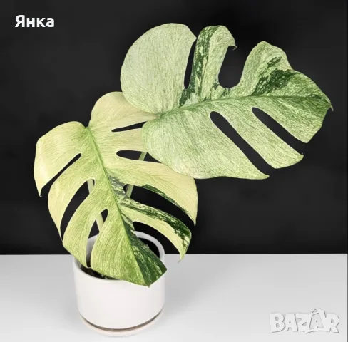 Monstera Mint Монстера Минт