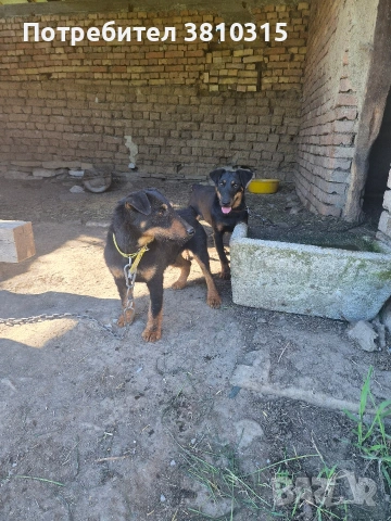 продавам ягдтериери, снимка 6 - Ягдтериер - 54717240
