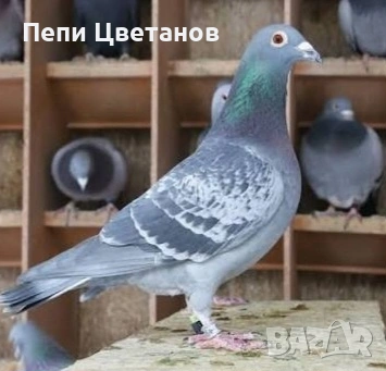 Продавам Гълъби
