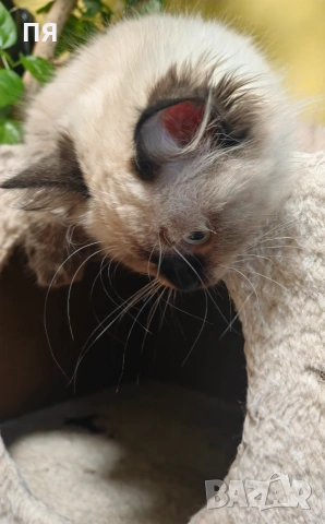 Регдол/ Ragdoll котенце, снимка 6 - Други - 55083658