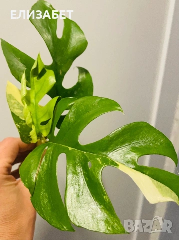Monstera
