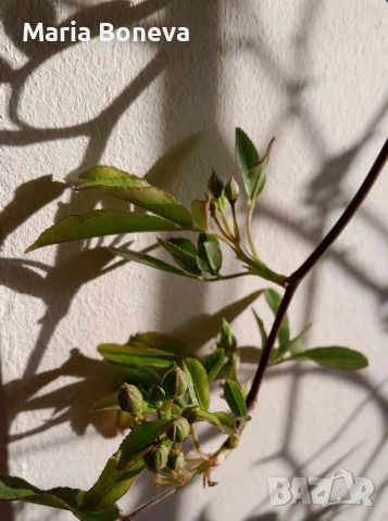 Роза Лейди Банкс -Уникална катереща се роза без бодли 1.30до 1.80см, снимка 6 - Градински цветя и растения - 54010171