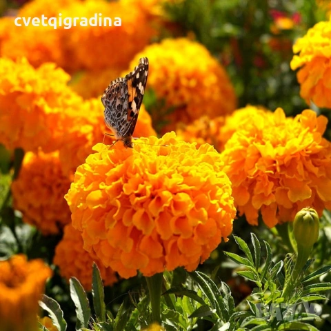 Tagetes Taishan Mix(Тагетис-Турта Тишан Микс), снимка 4 - Градински цветя и растения - 54516205