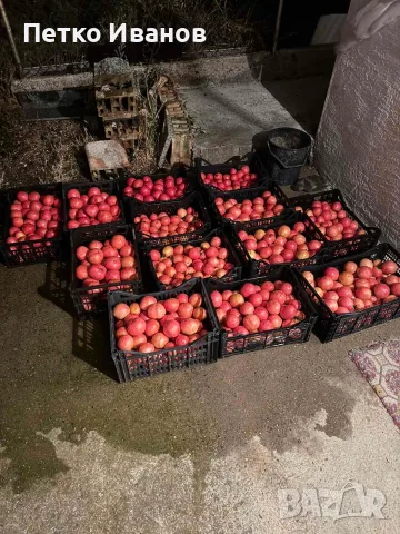 🍅 Пресни български розови домати – 10 кг щайга, снимка 2 - Домашни продукти - 55696008