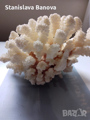 Бял корал, снимка 14 - Други - 54079779