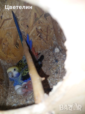  Чифт Жълтоглави розели, снимка 3 - Папагали - 54679745