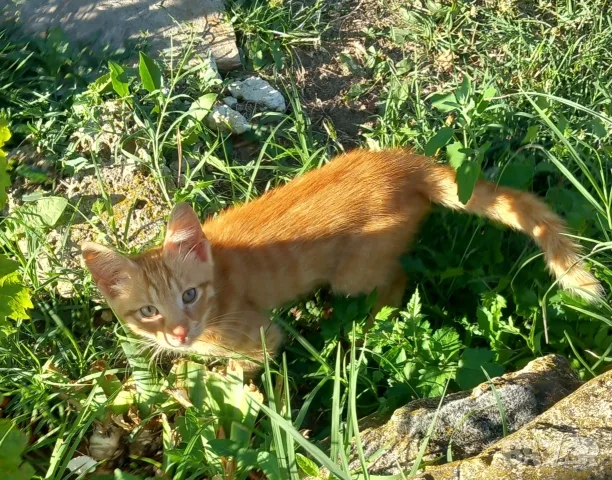 Подаряваме котета , снимка 2 - Други - 54716851