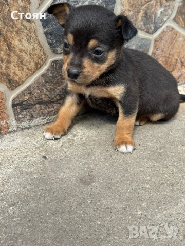 Мини пинчер , снимка 2 - Пинчер - 54322607