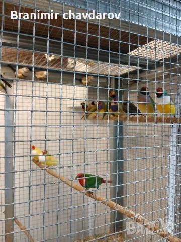 продавам няколко вида амадини