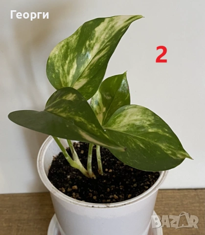 Продавам Сциндапсус – красива падаща зеленина, снимка 8 - Стайни растения - 54138148