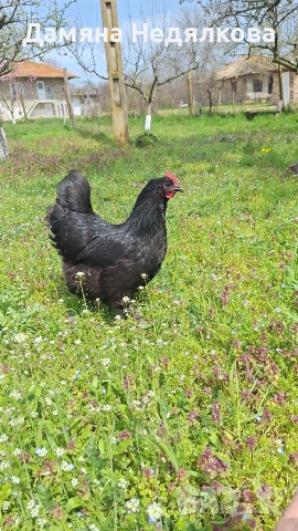 яйца от австралорп и копринка , снимка 2 - Кокошки и пуйки - 54190450