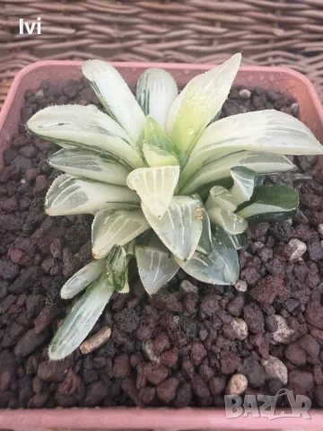 Рядка Вариегатна Хавортия (Haworthia retusa f. variegata) – Колекционерска, снимка 4 - Стайни растения - 55541299