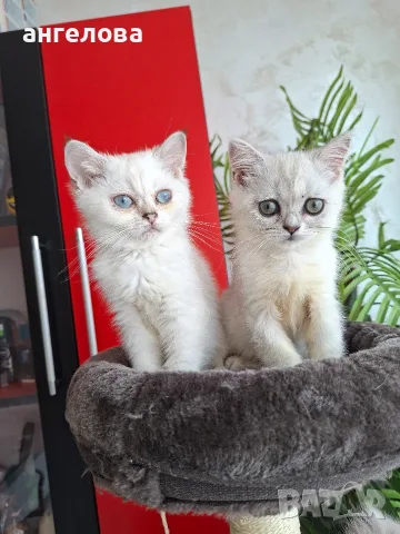 Британски и Шотландски котенца, снимка 6 - Британска късокосместа - 55503983