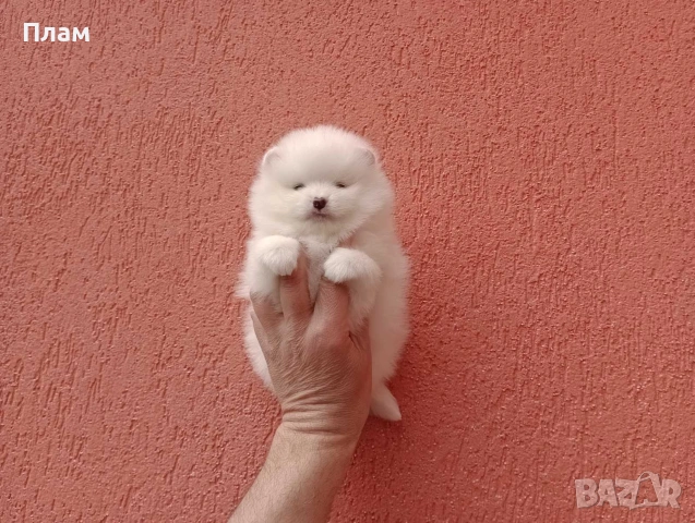 Померани.Реални снимки ! , снимка 9 - Померан - 54090657