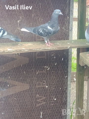 Има Бодан шанан Раде Матик кинчати 30 евро за бройка , снимка 8 - Гълъби - 54014636